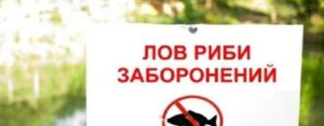 На Одещині, у зв’язку із скатом молоді осетрових, встановлено заборону на промисловий вилов риби